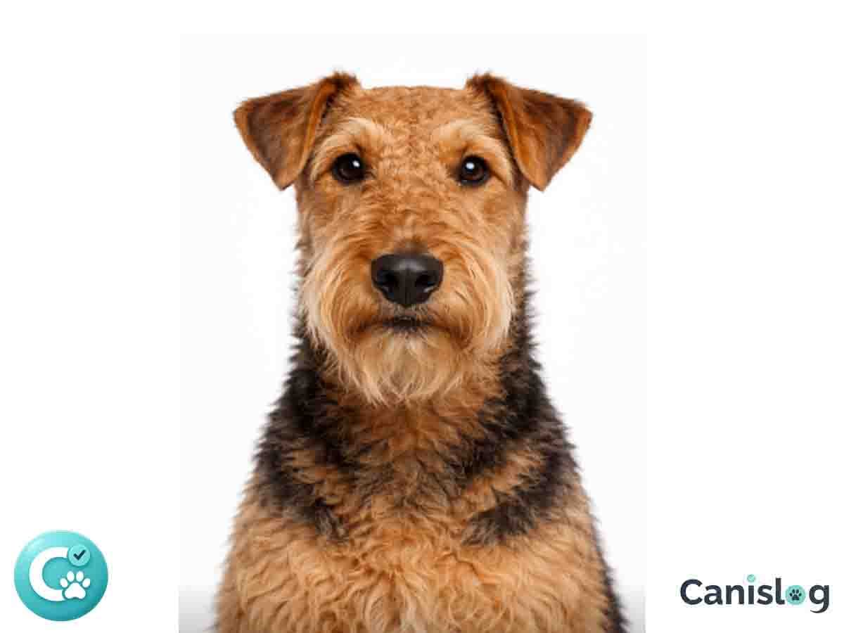 Airedale Terrier im Profil