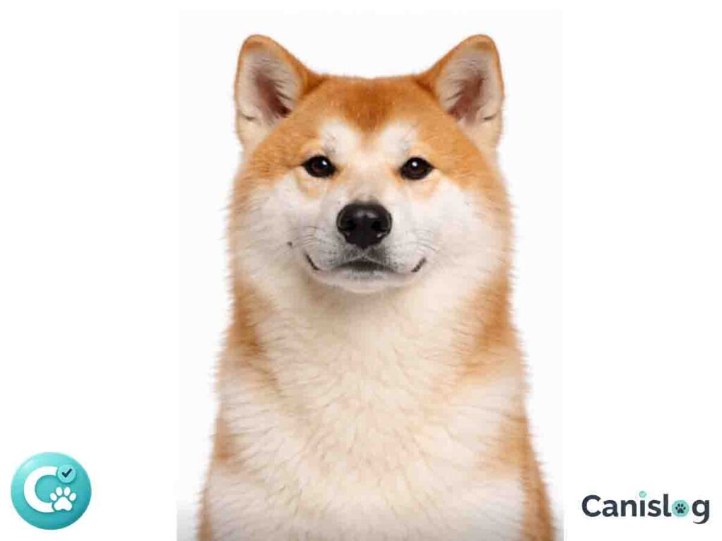 Akita Malamute im Profil