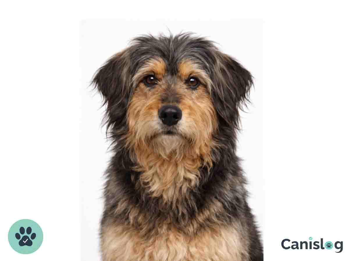 Altdeutscher Hutehund im Profil