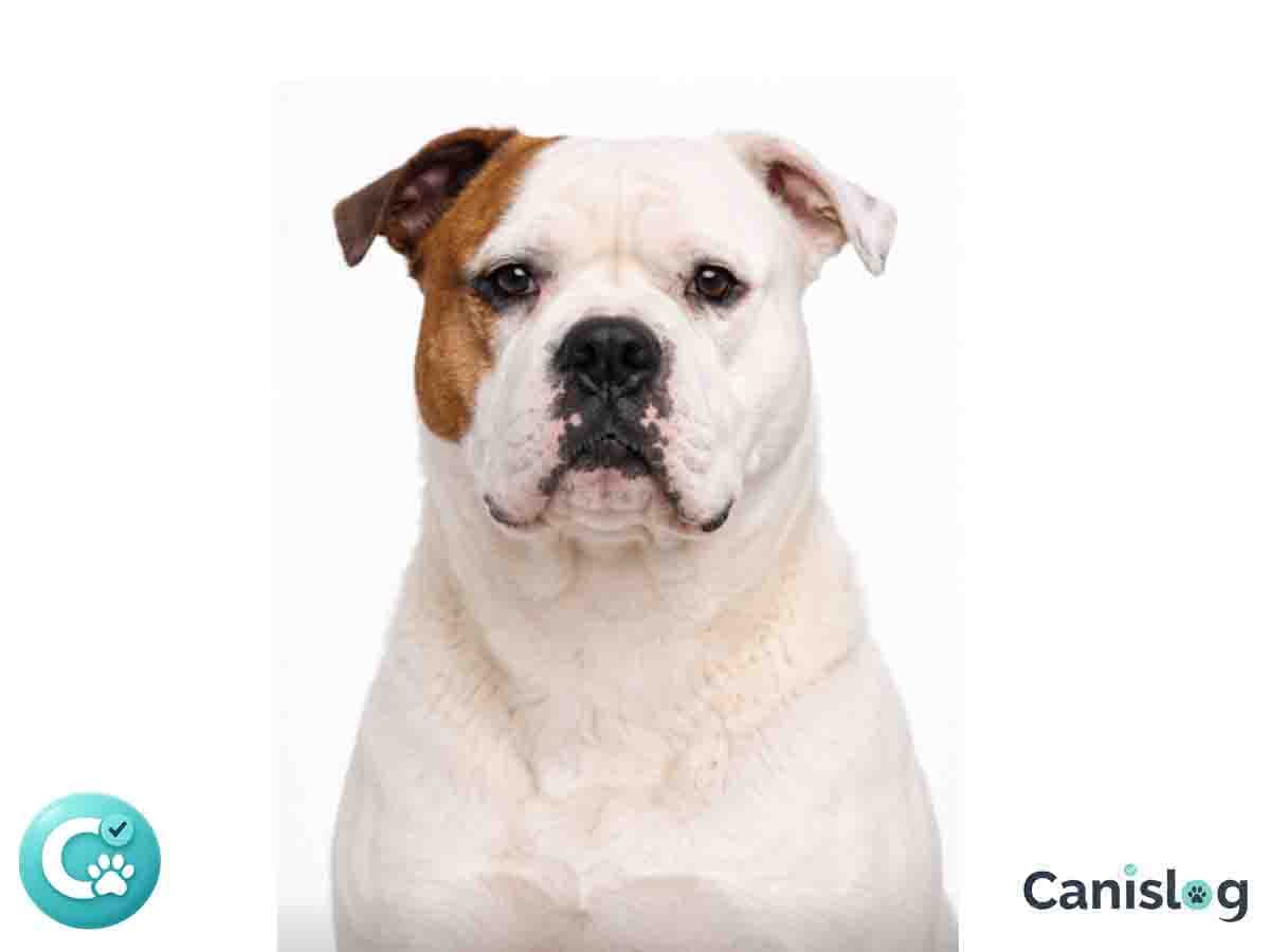 American Bulldog im Profil