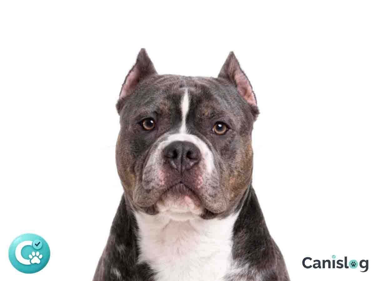 American Bully – kompakter, muskulöser Begleithund mit breiter Brust und blockigem Kopf (Rasseportrait)