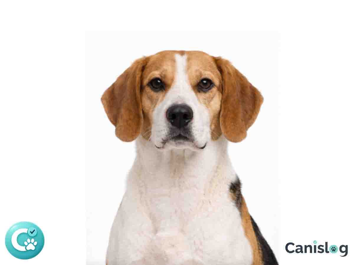 American Foxhound im Profil