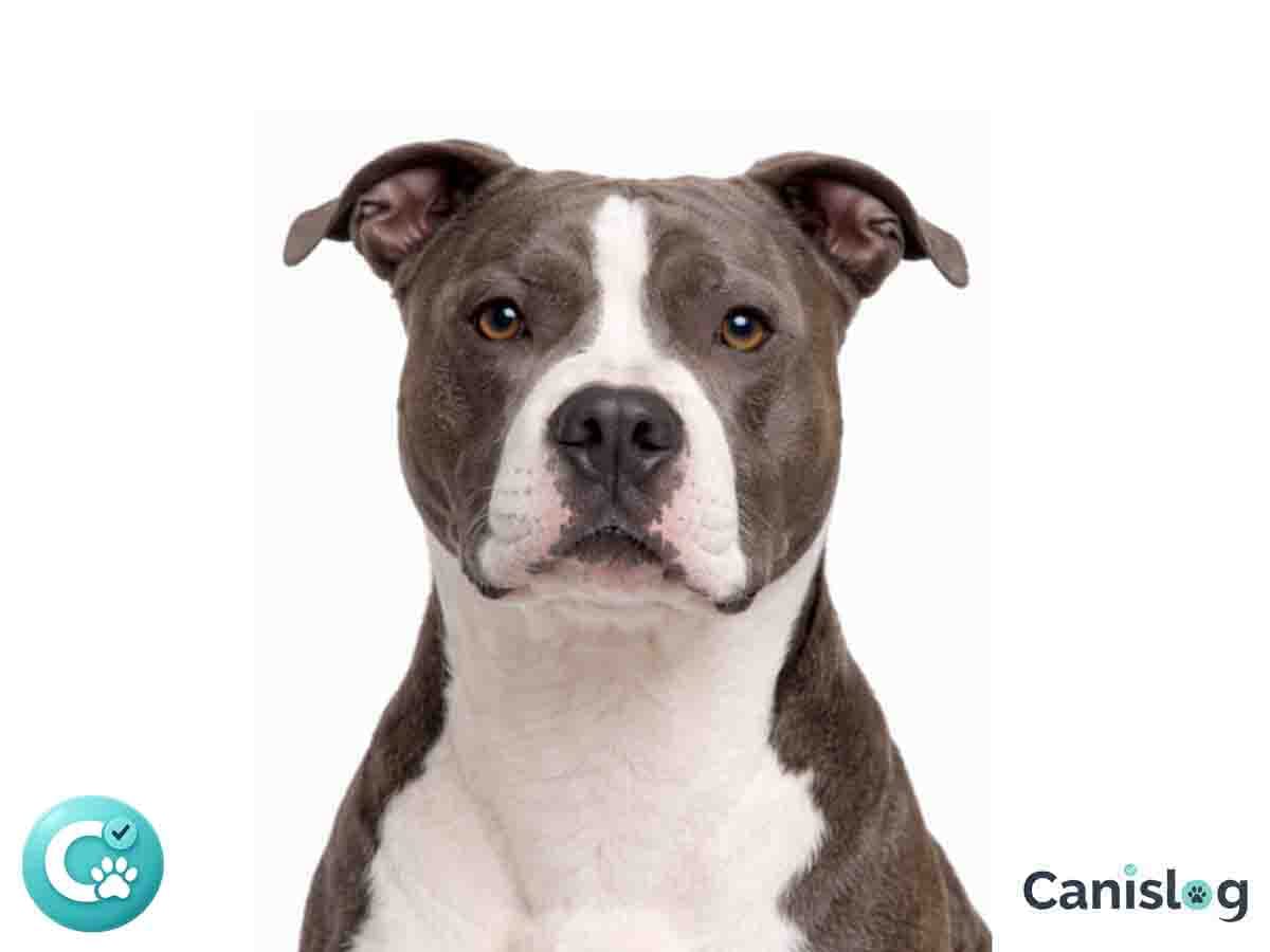 American Pit Bull Terrier im Profil