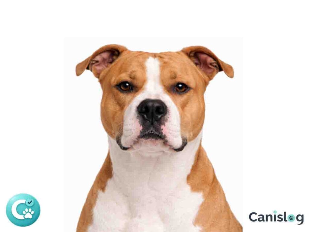 American Staffordshire Terrier im Profil