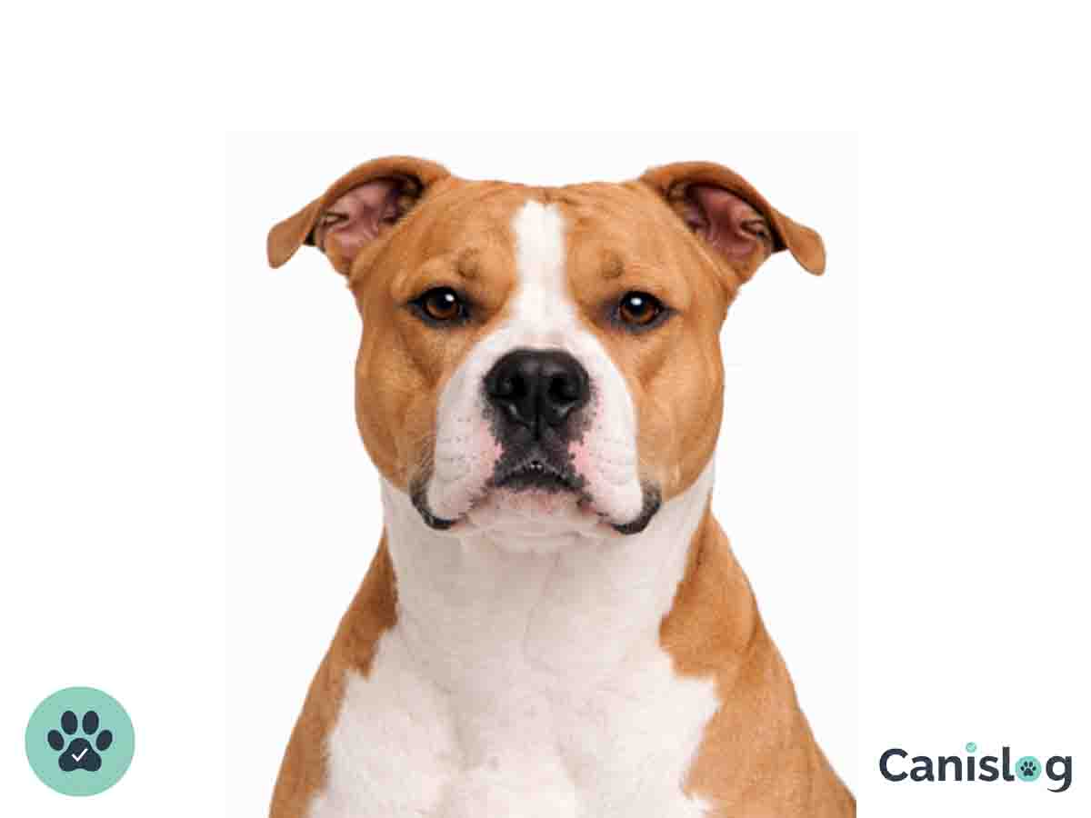 American Staffordshire Terrier im Profil