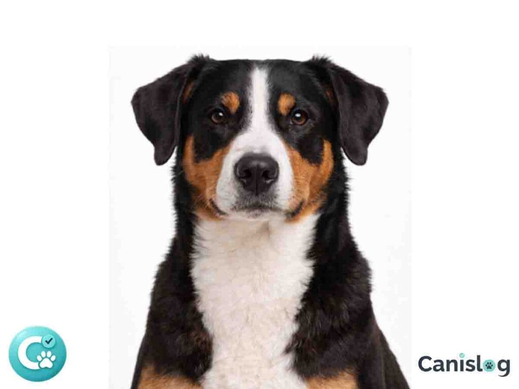 Appenzeller Sennenhund im Profil