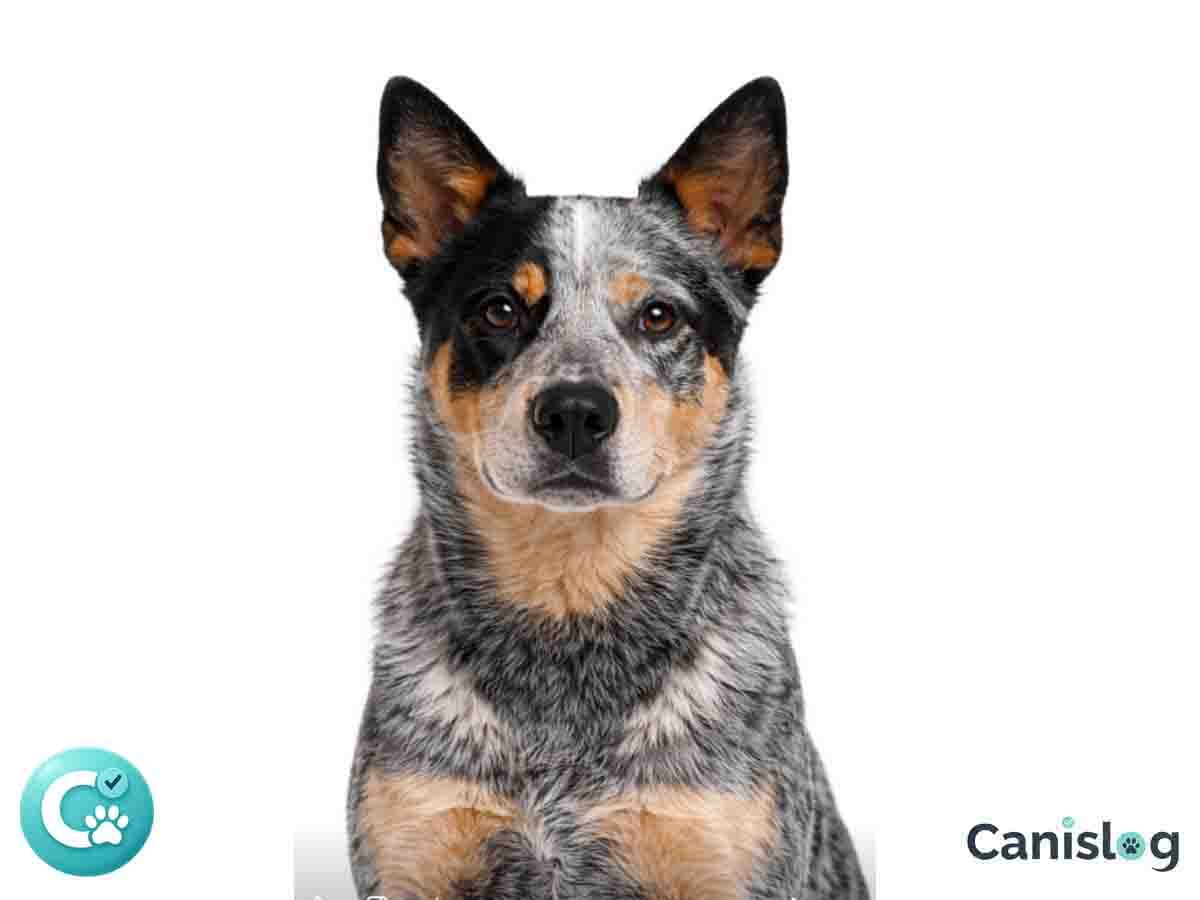 Australian Cattle Dog im Profil