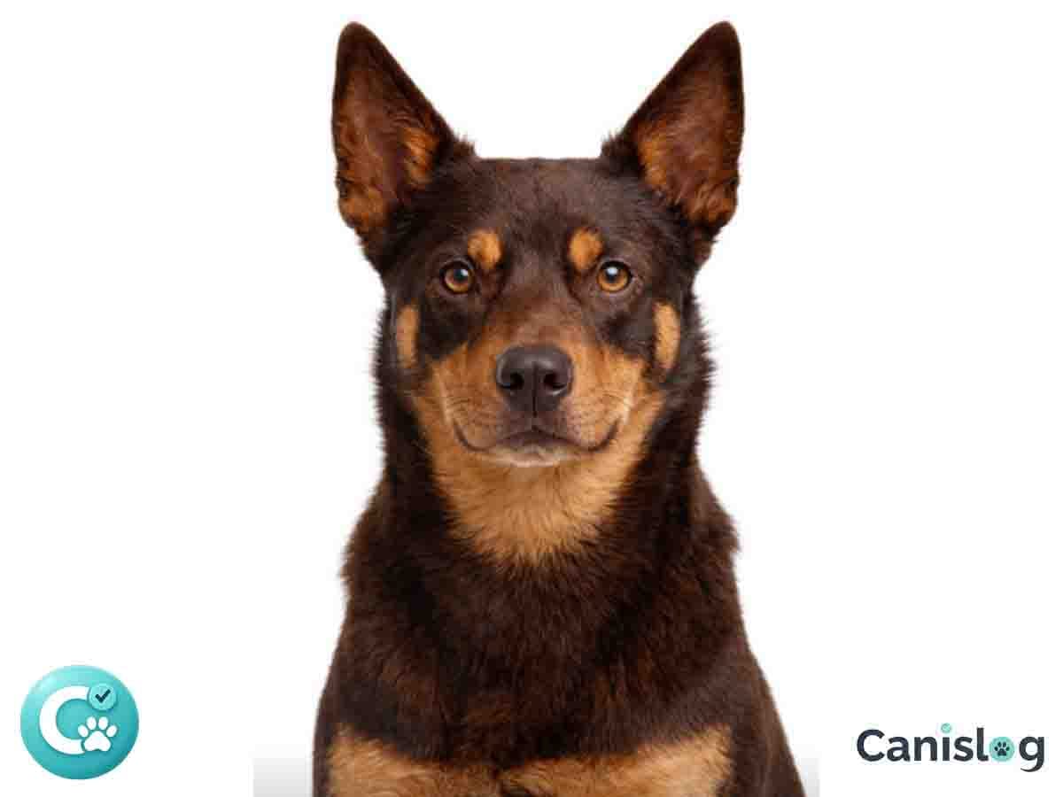 Australian Kelpie im Profil