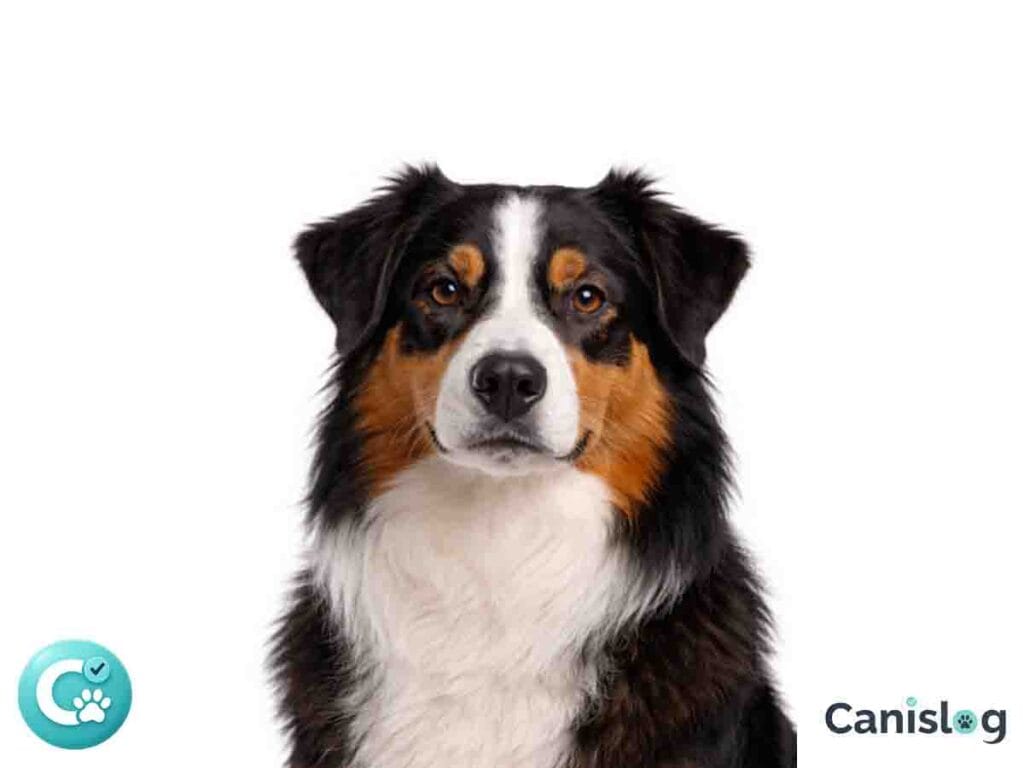 Australian Shepherd im Profil
