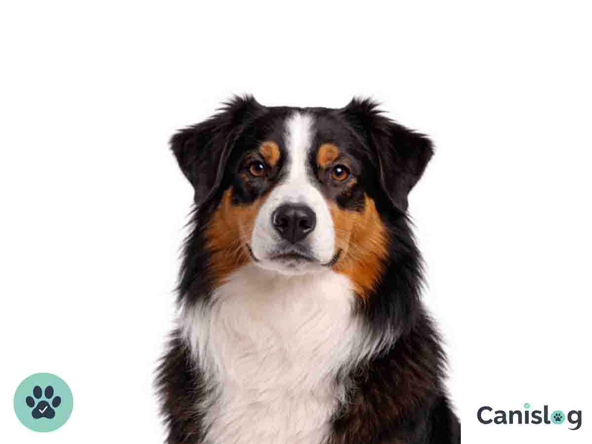 Australian Shepherd – Hütehund mit hoher Kooperation und Wachsamkeit