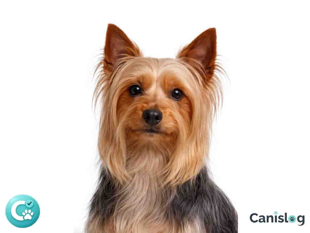 Australian Silky Terrier im Profil