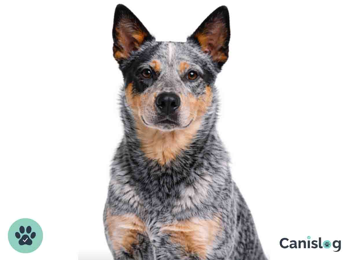 Australian Stumpy Tail Cattle Dog im Profil