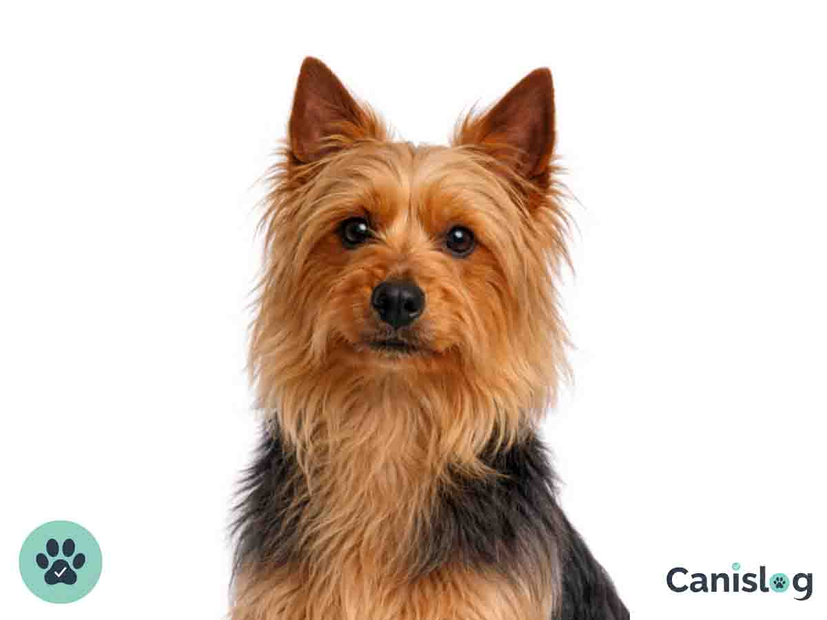 Australian Terrier im Profil