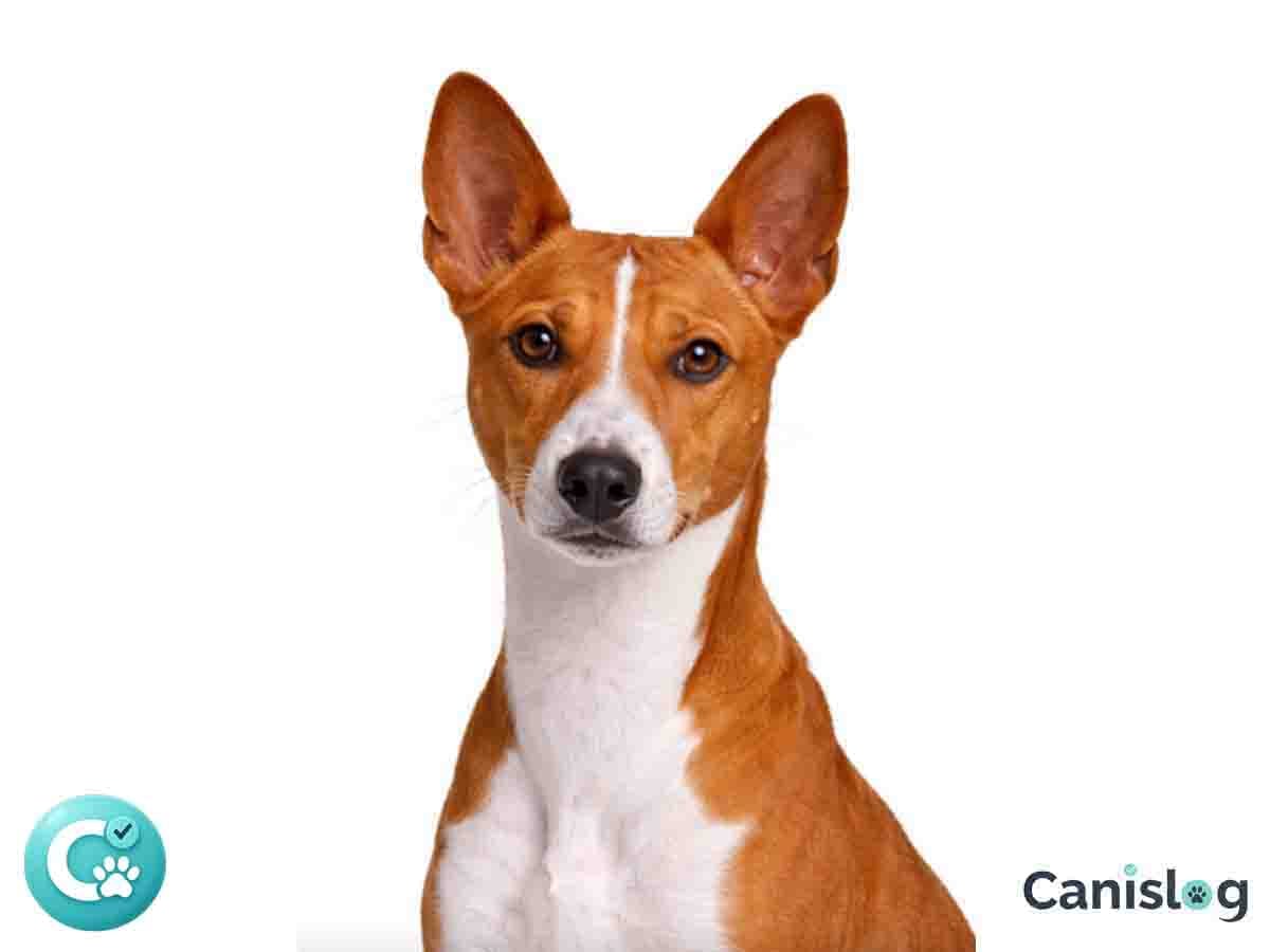 Basenji im Profil