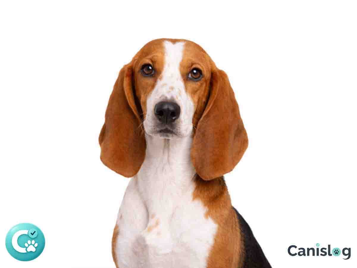 Basset Artesien Normand im Profil