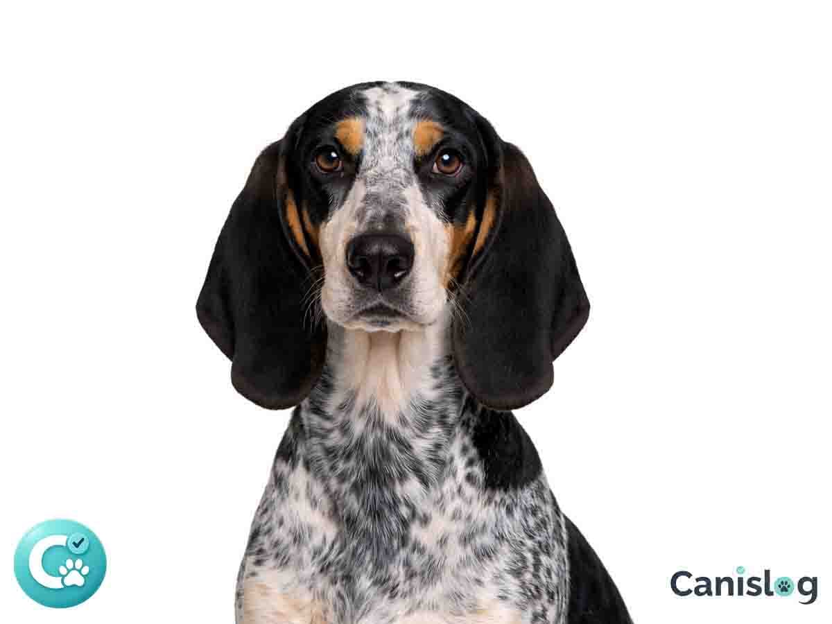 Basset Bleu de Gascogne im Profil