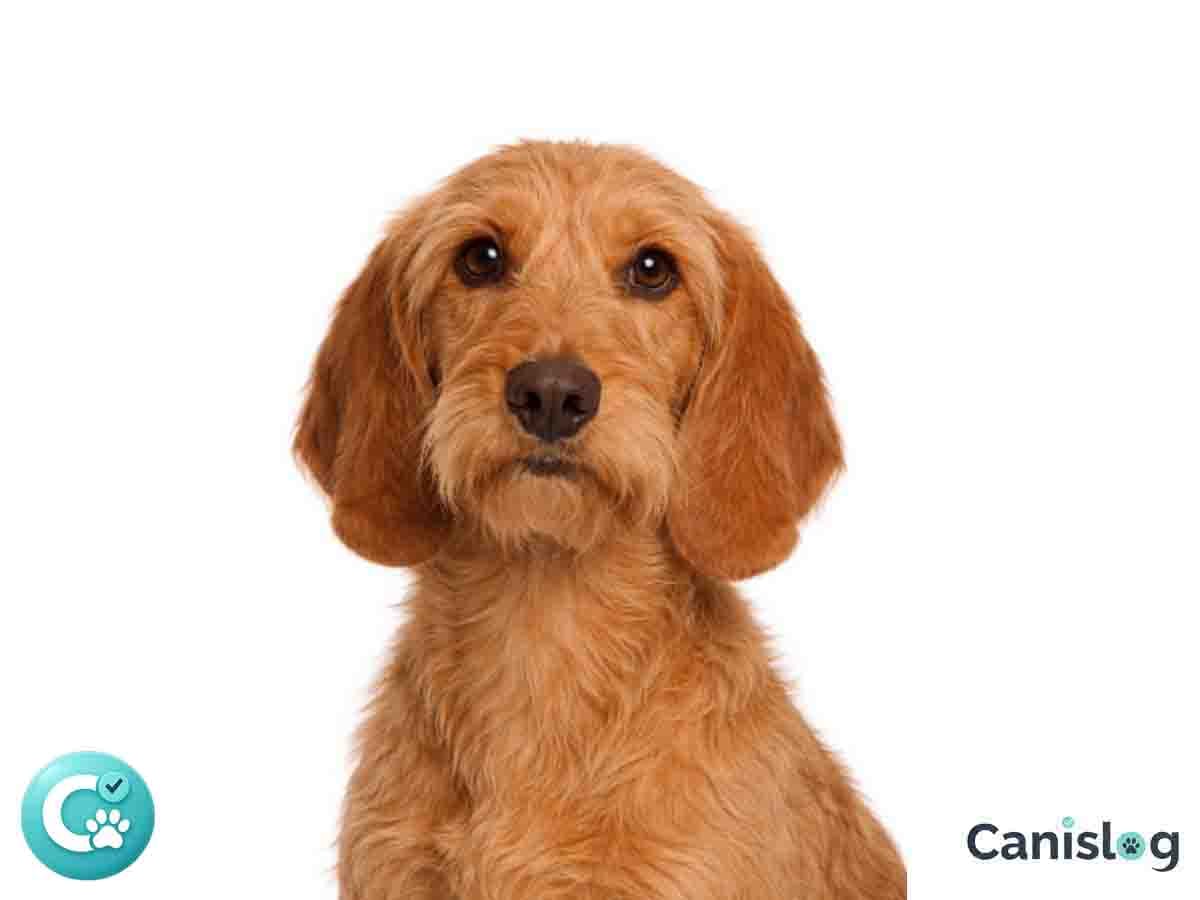 Basset Fauve de Bretagne im Profil