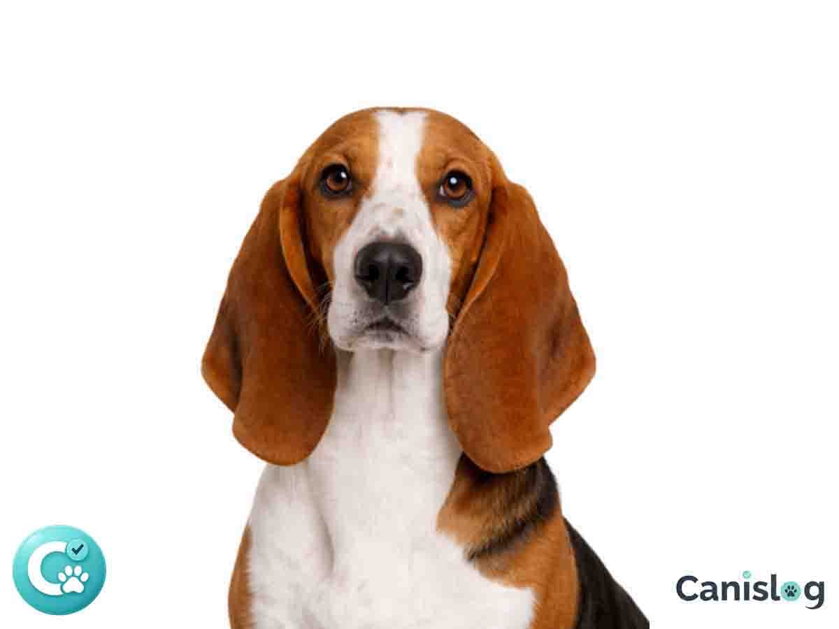 Basset Hound im Profil