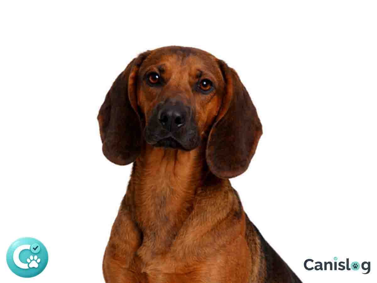 Bayerischer Gebirgsschweisshund im Profil