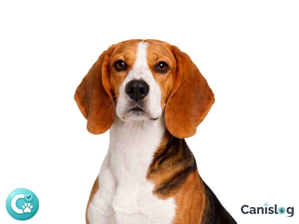 Beagle Harrier im Profil