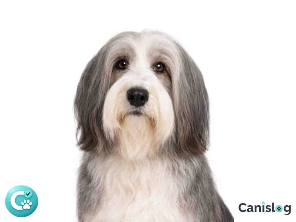 Bearded Collie im Profil