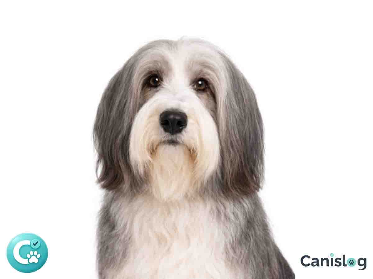 Bearded Collie – lebhafter Hütehund mit viel sozialer Beteiligung und aufwendiger Fellpflege