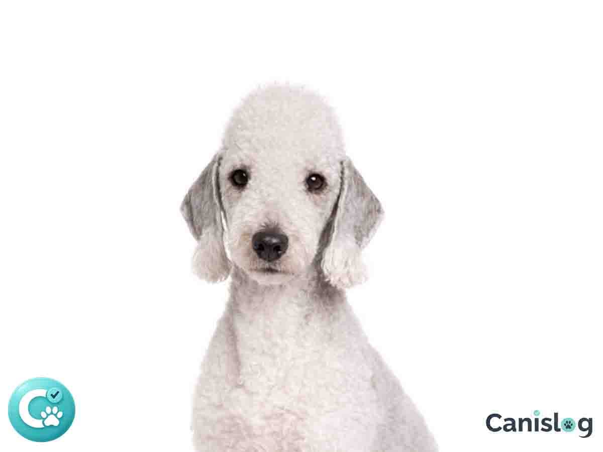 Bedlington Terrier im Profil