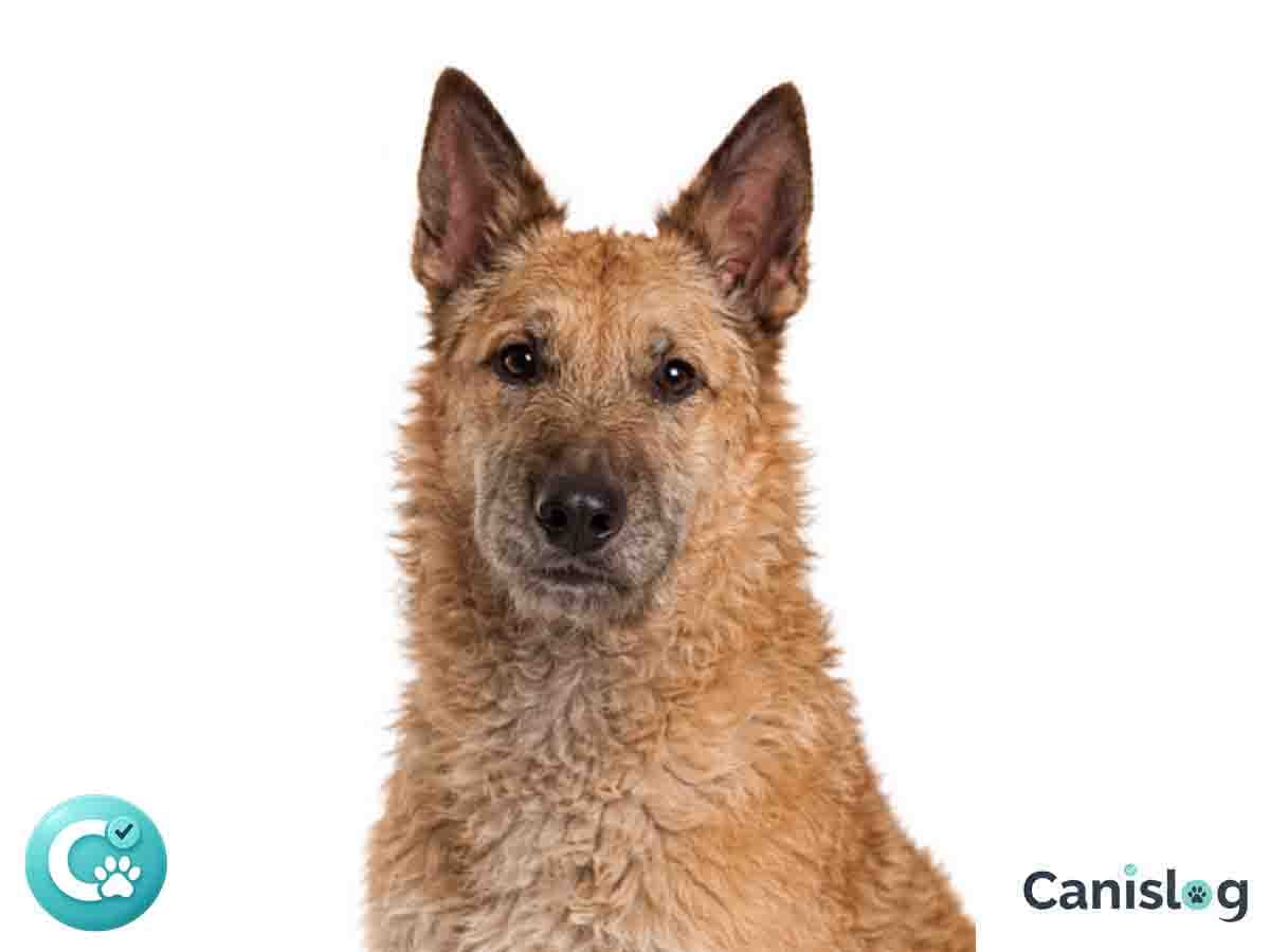 Belgischer Schaferhund Laekenois im Profil