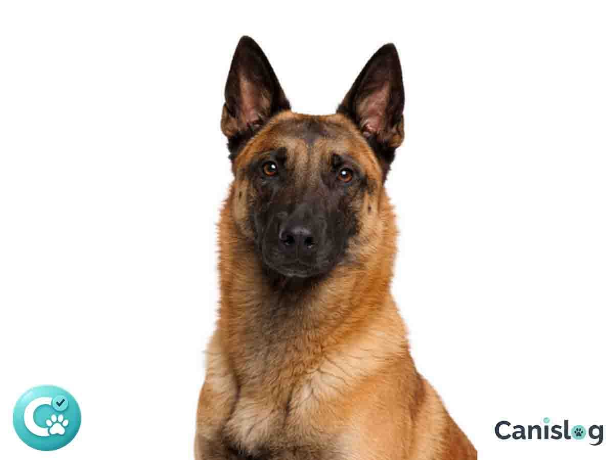Belgischer Schaferhund Malinois aufmerksam im Profil