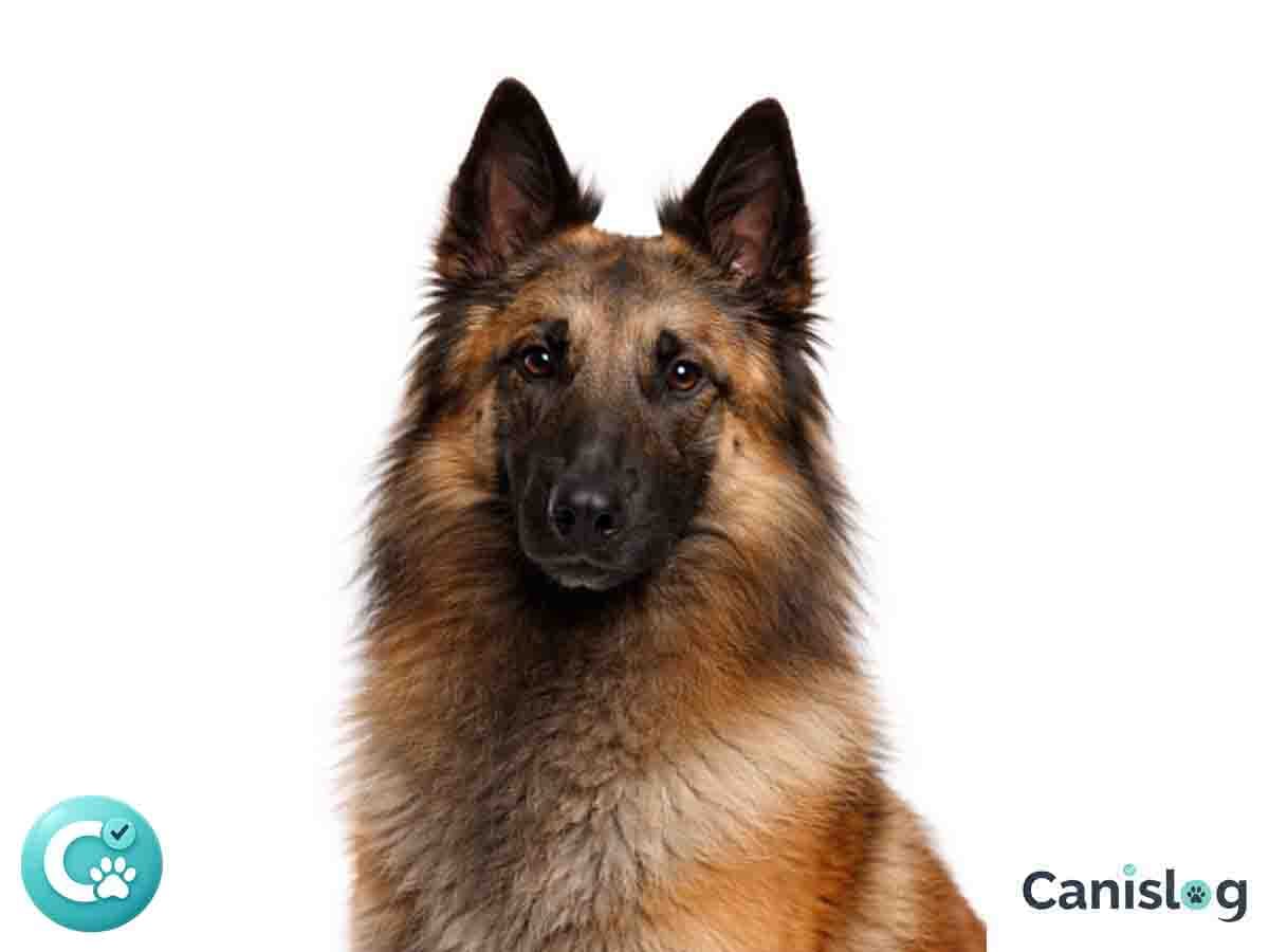 Belgischer Schaferhund Tervueren mit aufmerksamem Ausdruck im Profil