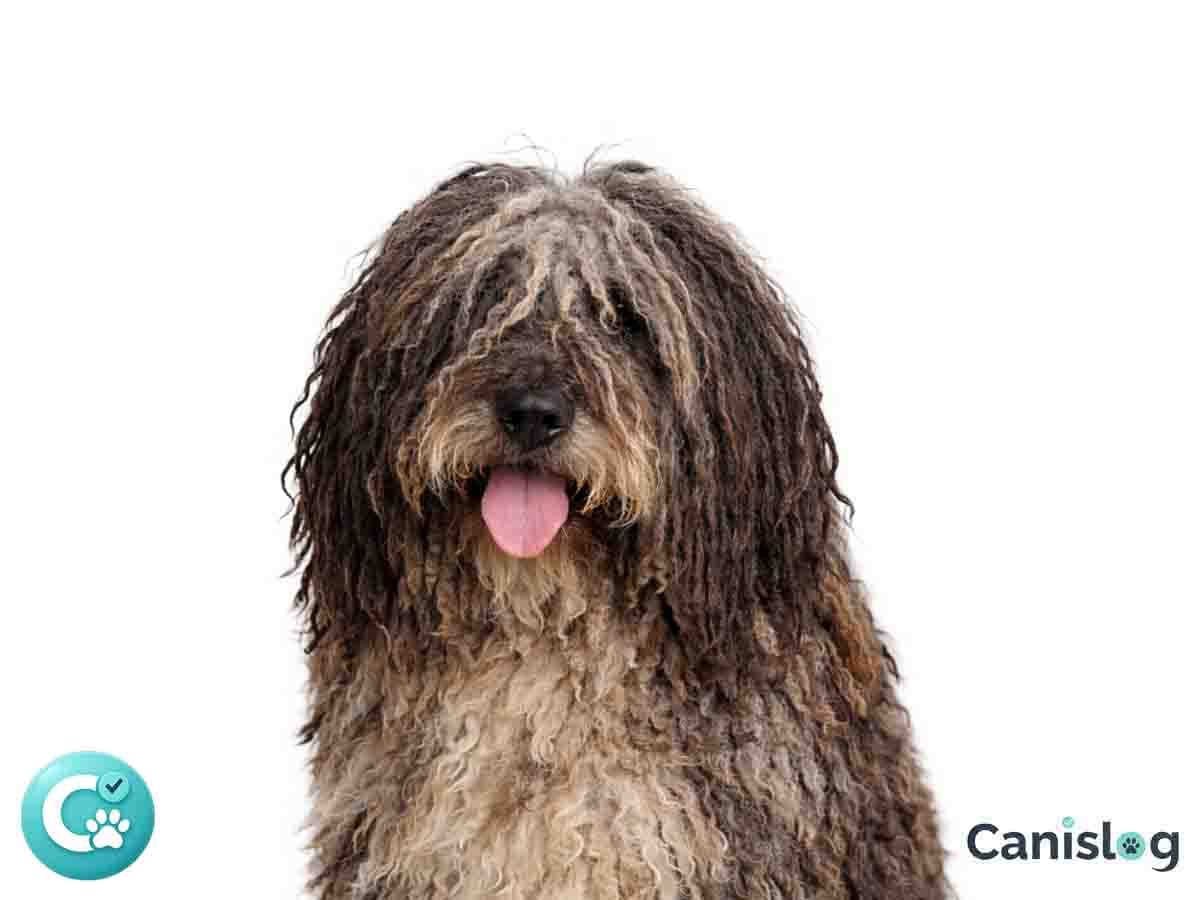 Bergamasker Hirtenhund im Profil