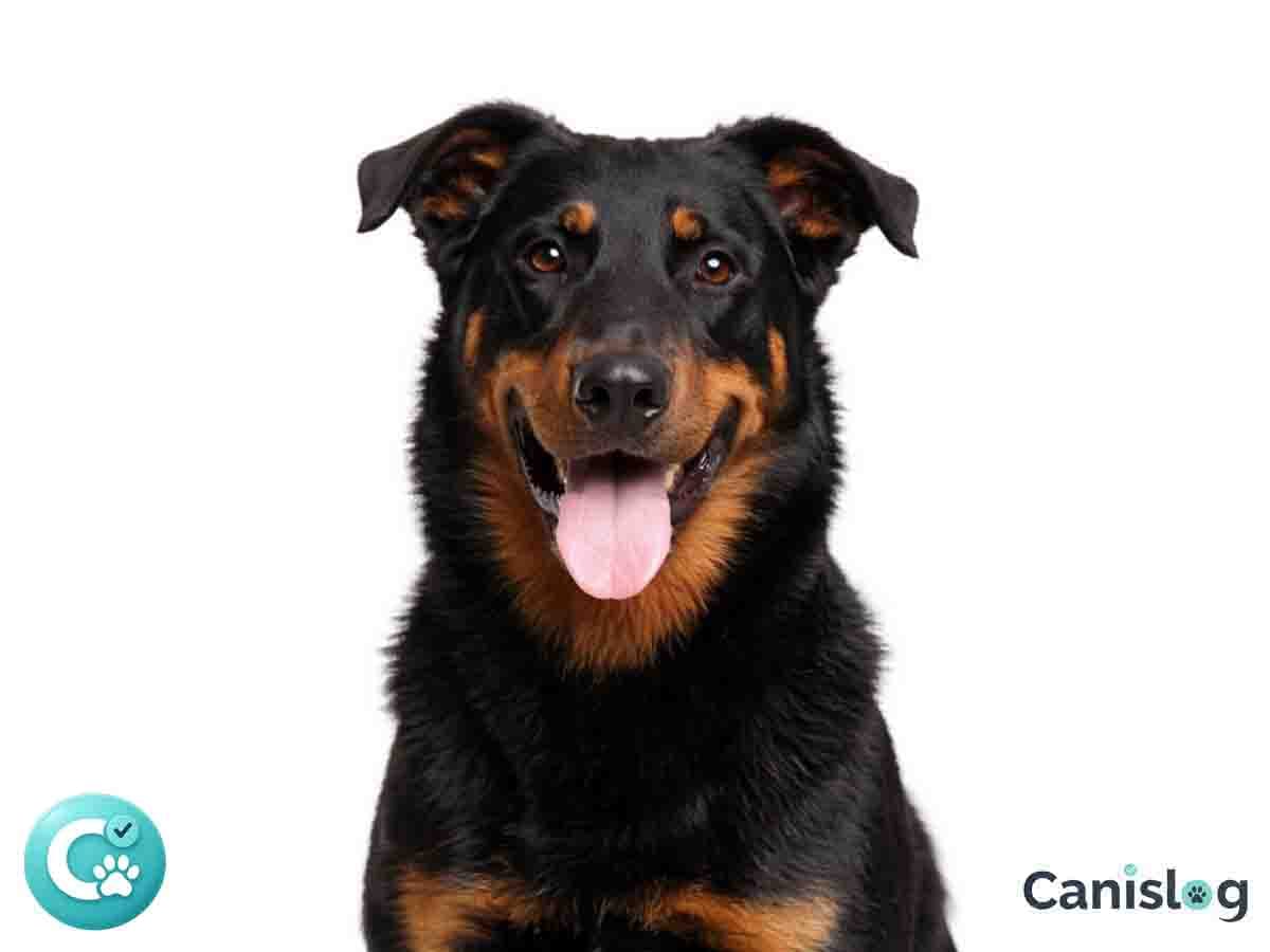 Berger de Beauce im Profil