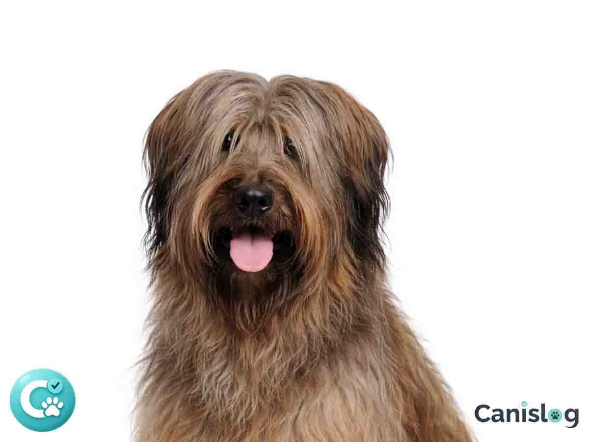 Berger de Brie Briard im Profil