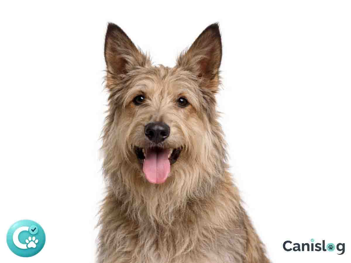 Berger de Picardie im Profil