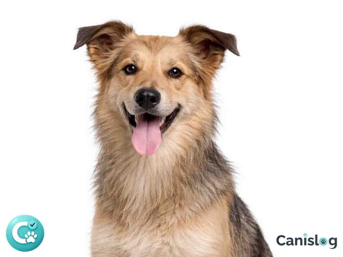 Berger des Pyrenees Kurzhaar im Profil