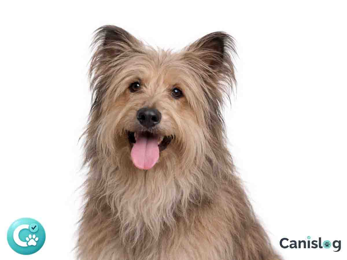 Berger des Pyrenees Langhaar im Profil