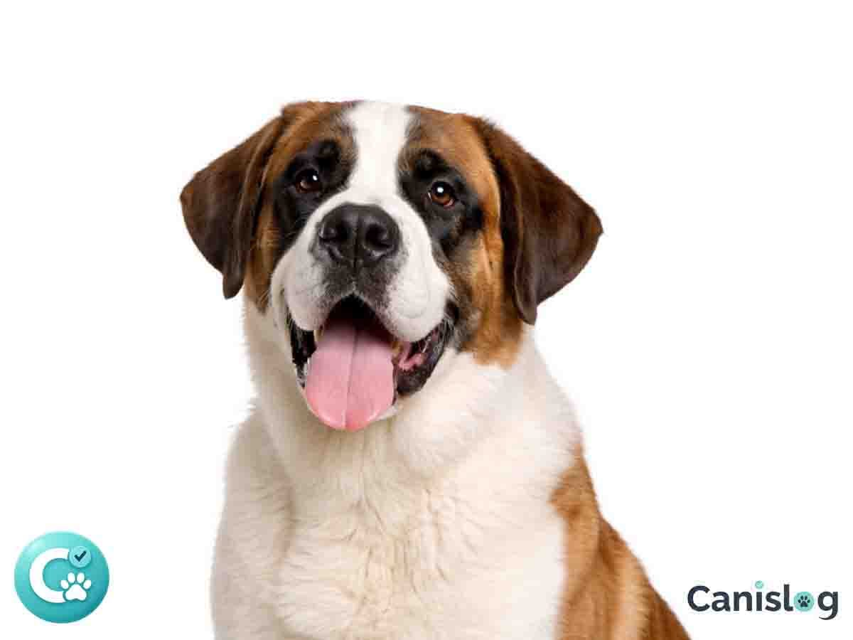 Berger de Picardie im Profil