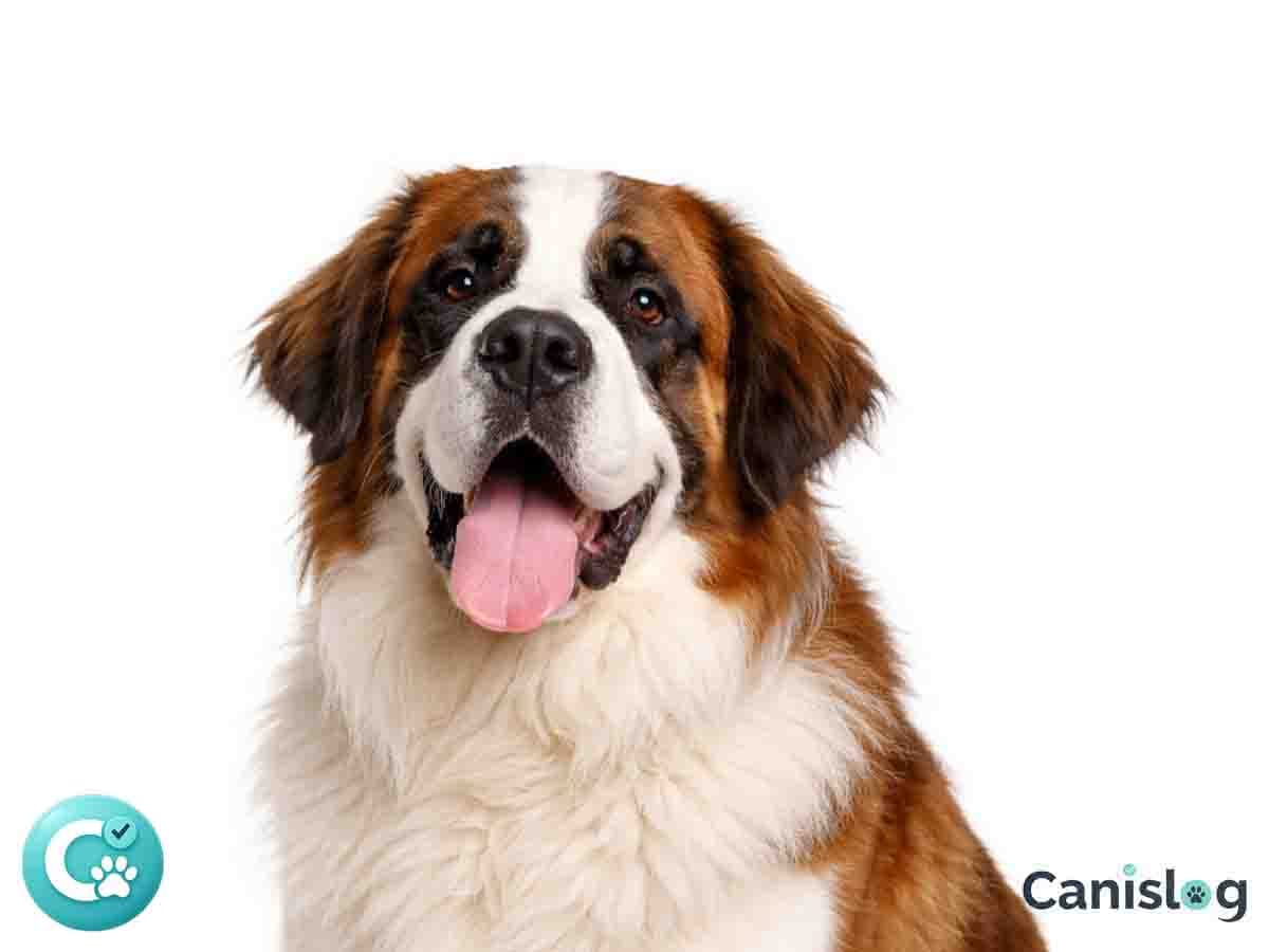 Bernhardiner Langhaar im Profil