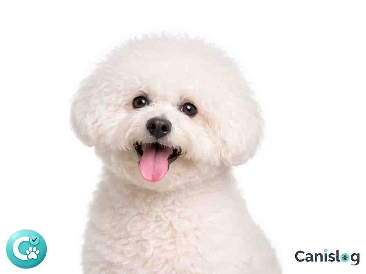 Bichon Frise im Profil