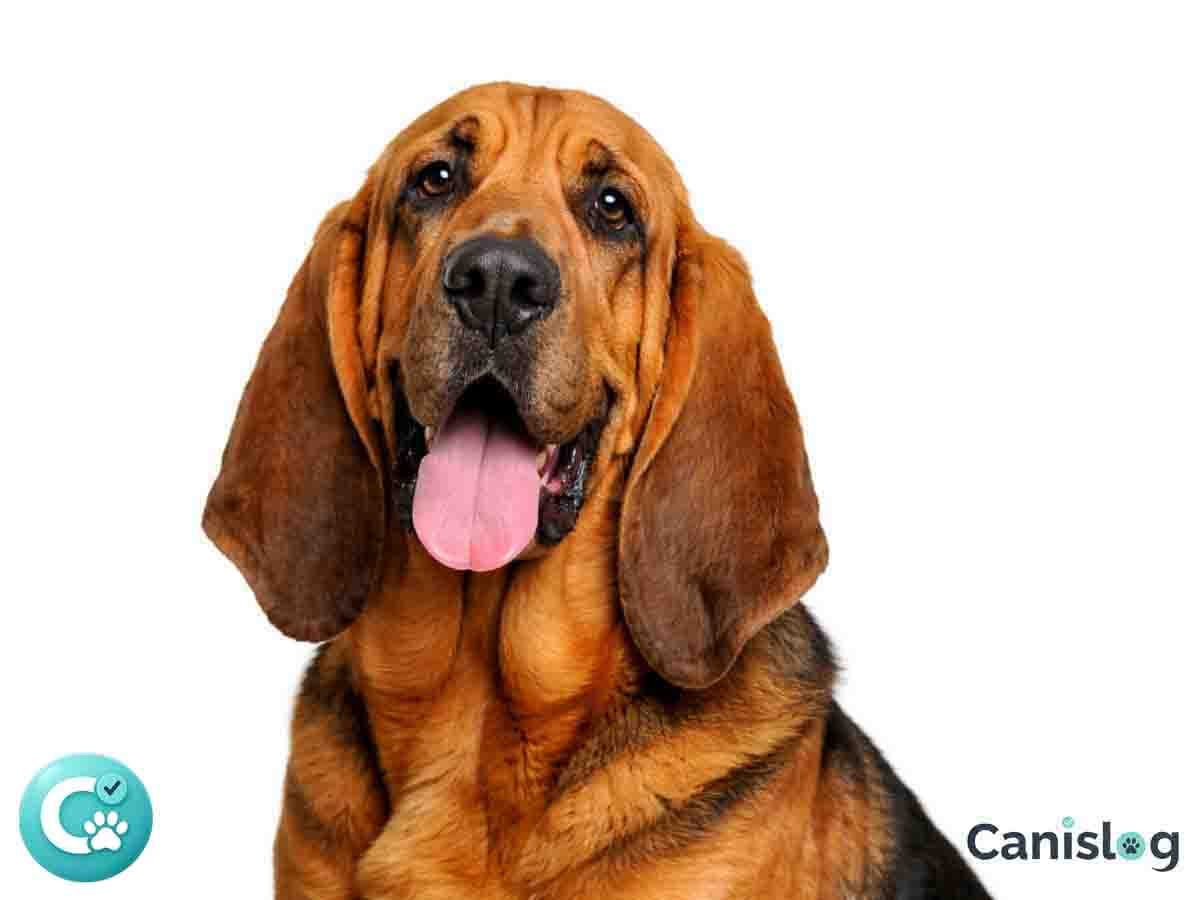 Bloodhound im Profil