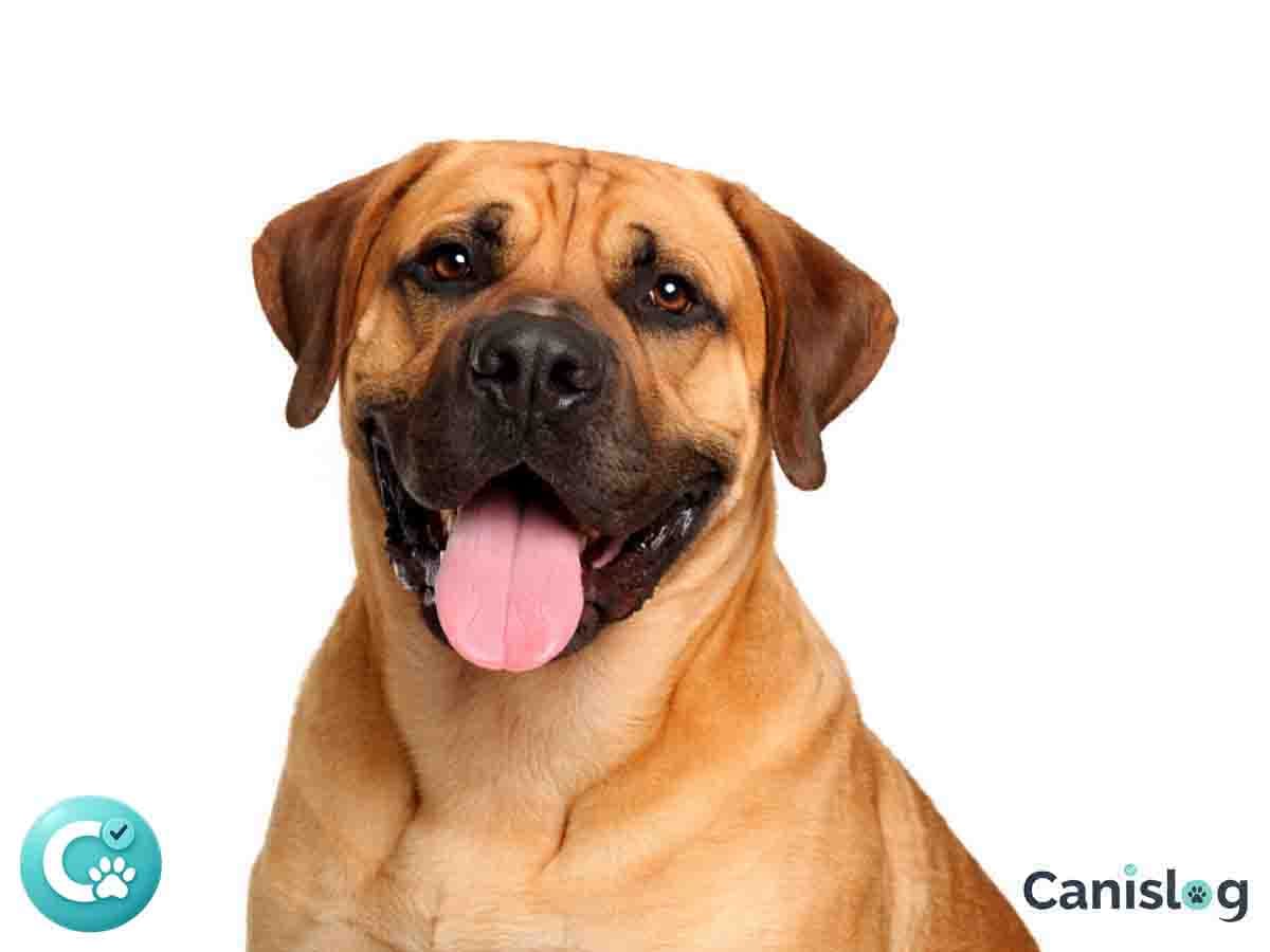 Boerboel – südafrikanischer Mastiff mit massiver Muskulatur, breitem Kopf und klarer Wachsamkeit (Rasseportrait)