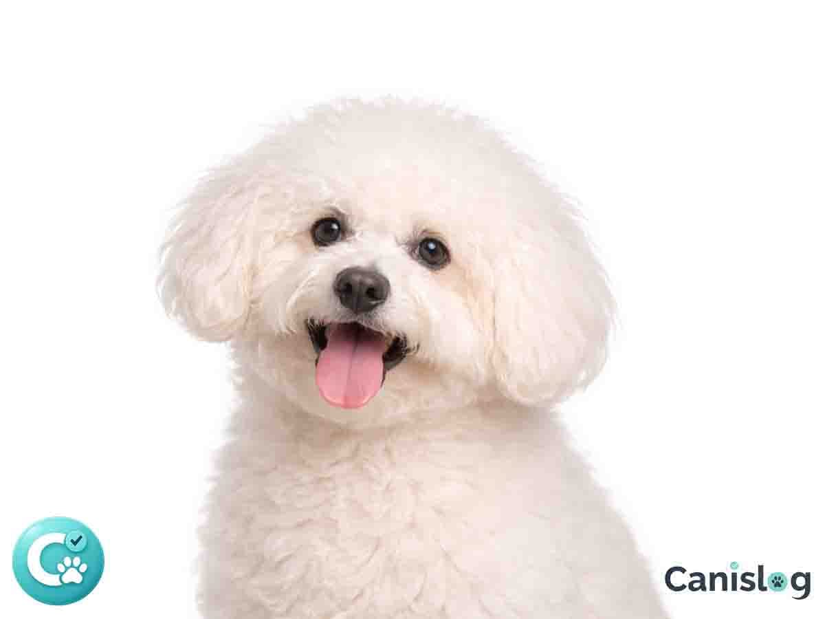 Bologneser im Profil