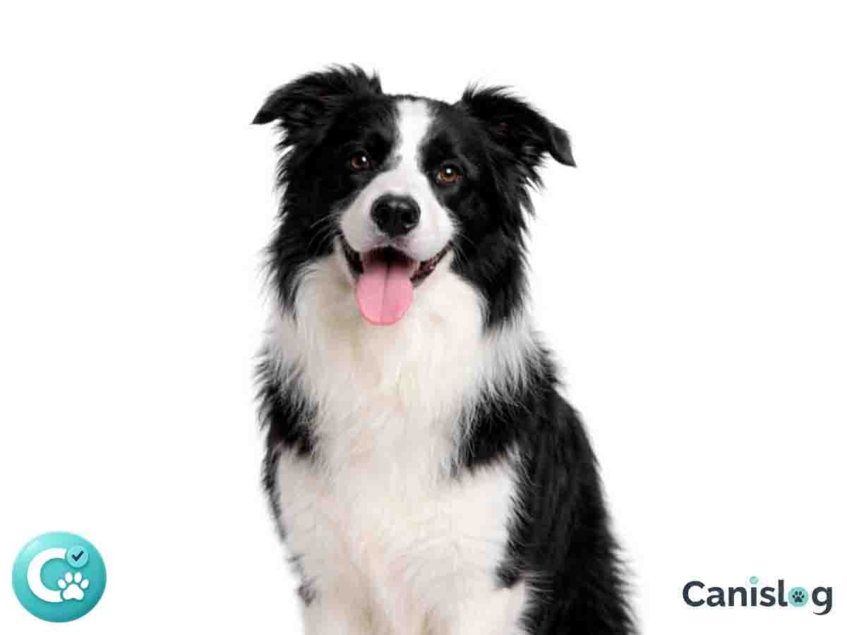 Border Collie – Hütehund mit starkem Fokus auf Bewegung, Muster und Reizkontrolle