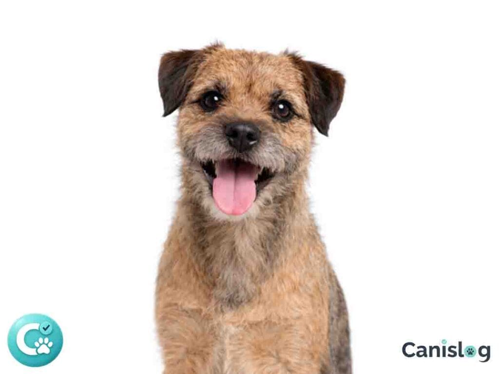 Border Terrier – hochintelligenter Hütehund mit aufmerksamem Blick (Profil)