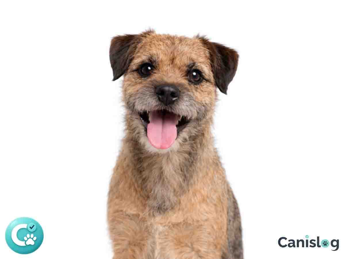 Border Terrier im Profil