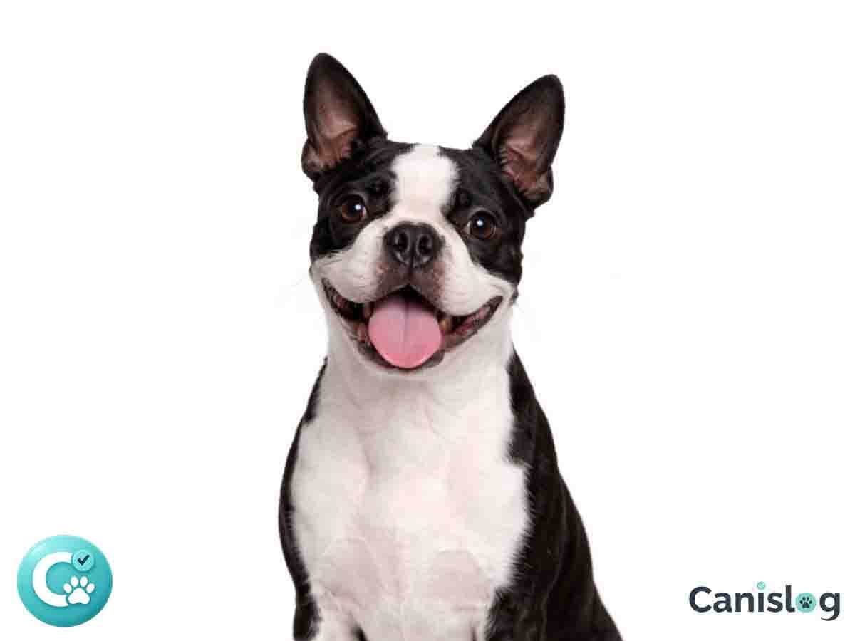 Boston Terrier im Profil