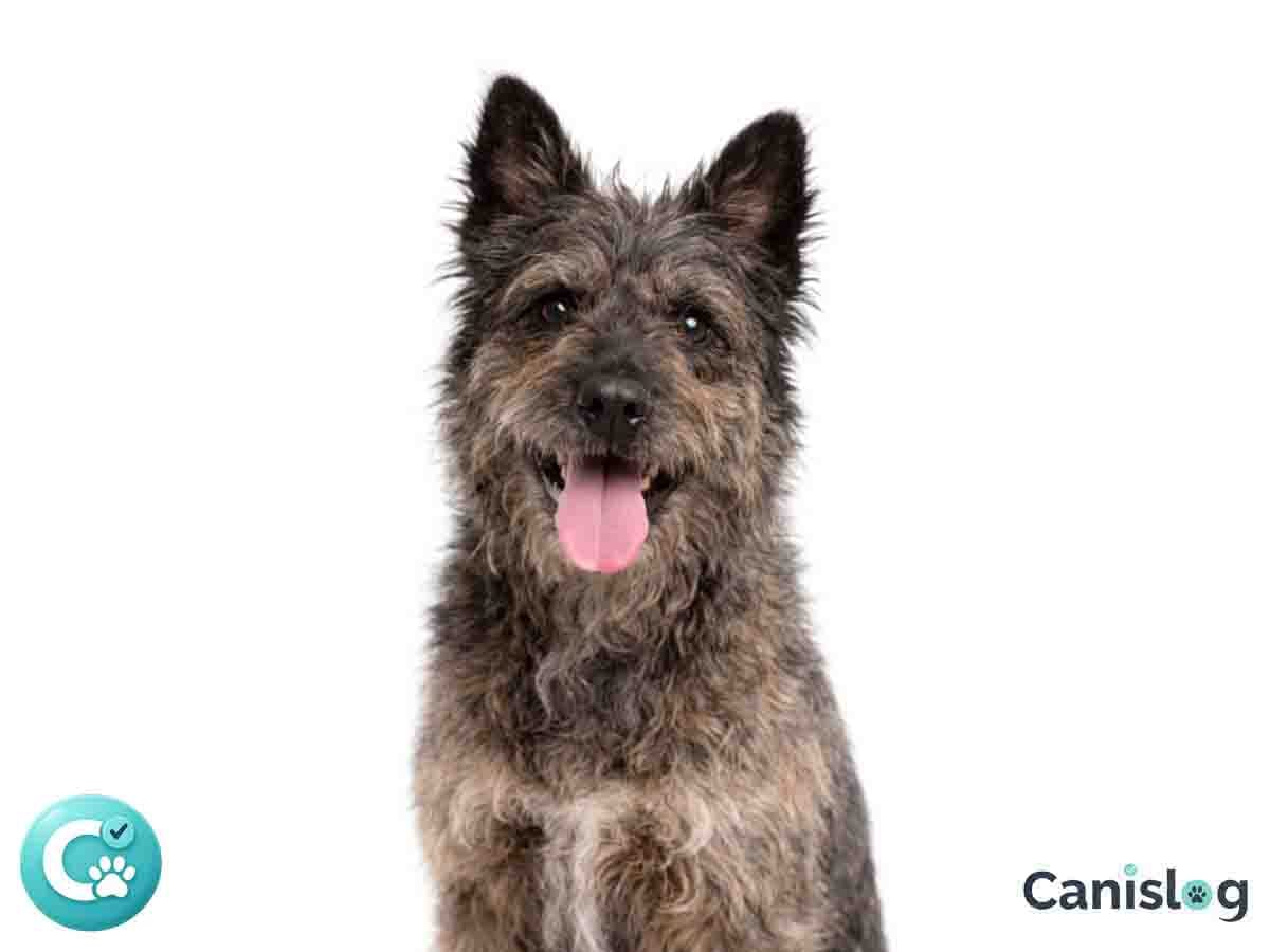 Bouvier des Ardennes im Profil