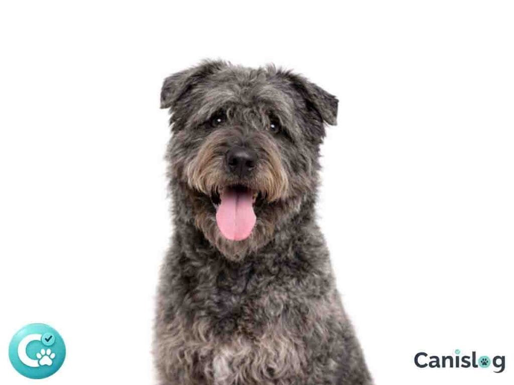 Bouvier des Flandres im Profil