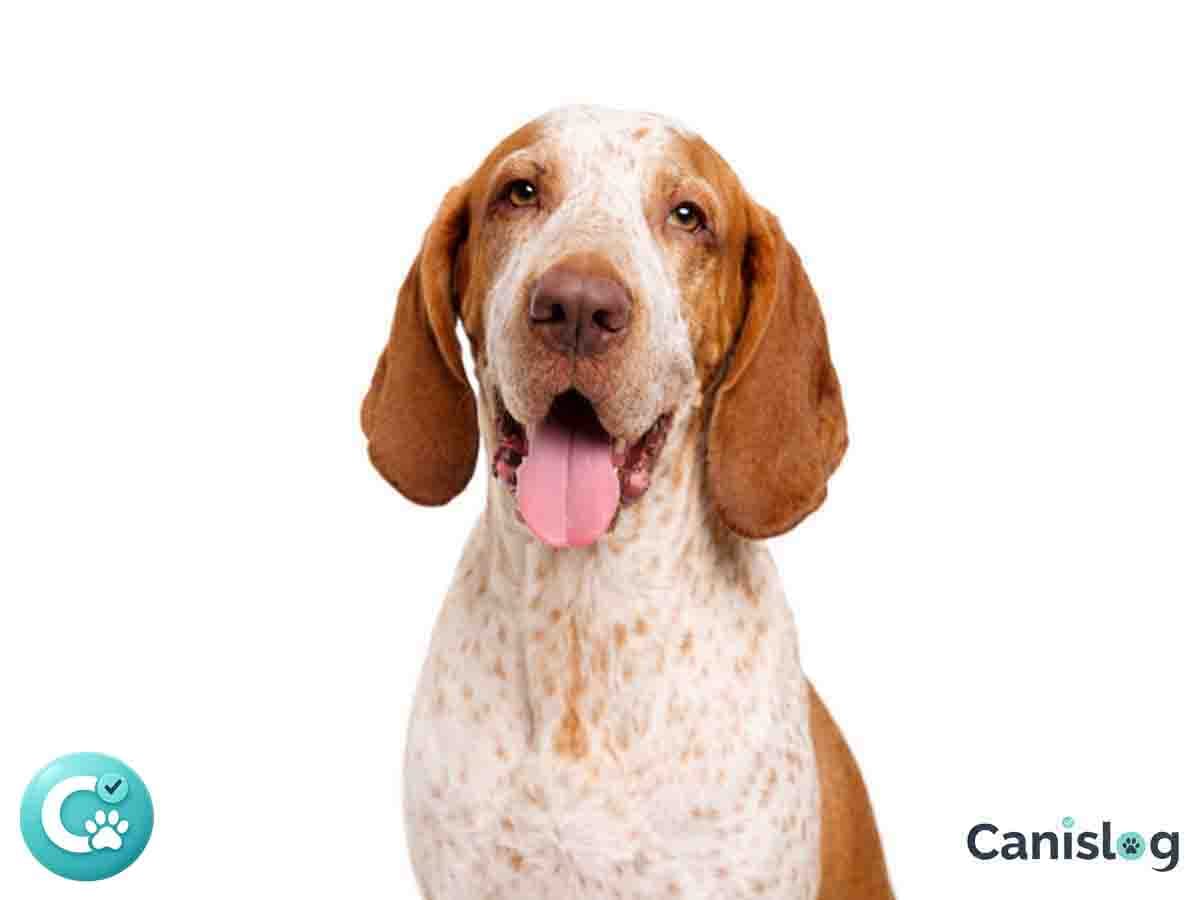 Großer Vorstehhund mit kurzem Fell im Profil