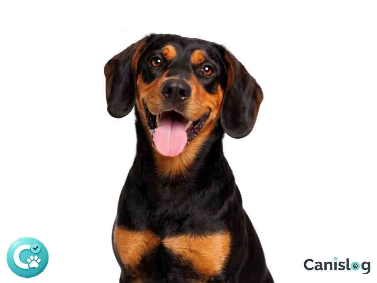 Brandlbracke im Profil: ausdauernder Laufhund aus Österreich